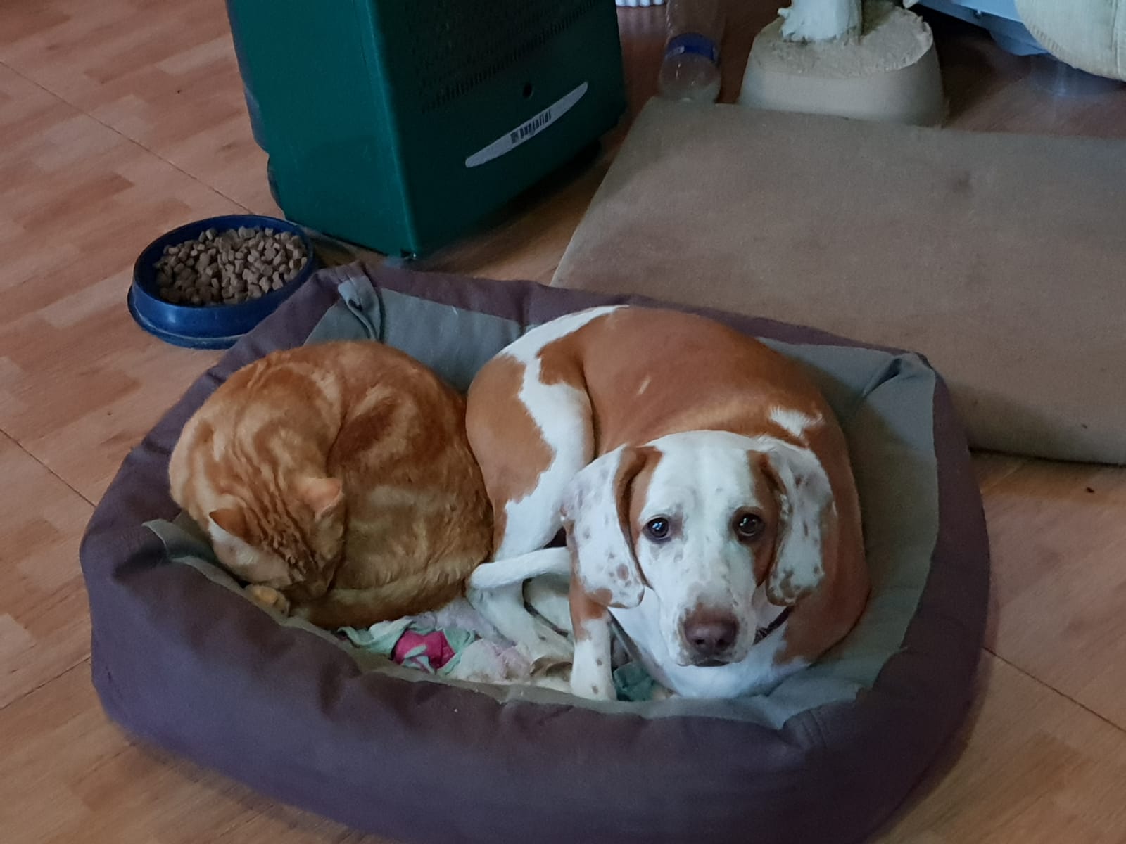 Mascota desaparecida/encontrada